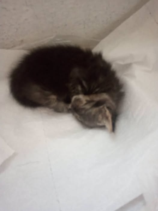 Chat à adopter