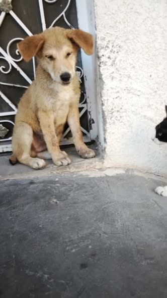 Chien à adopter