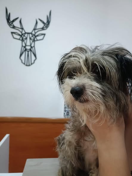 Chien à adopter