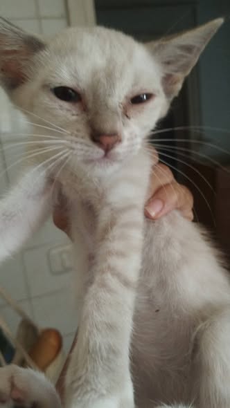 Chat à adopter