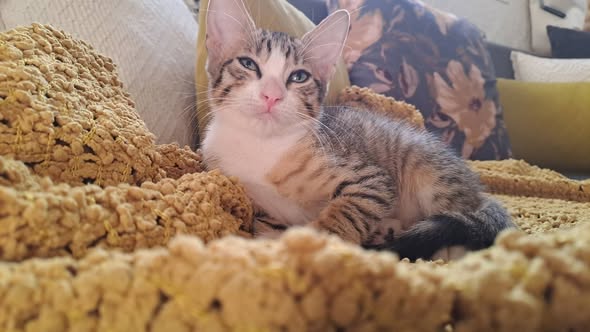 Chat à adopter