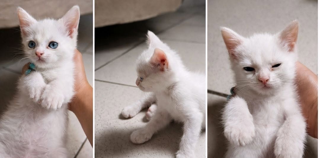 Animal à adopter