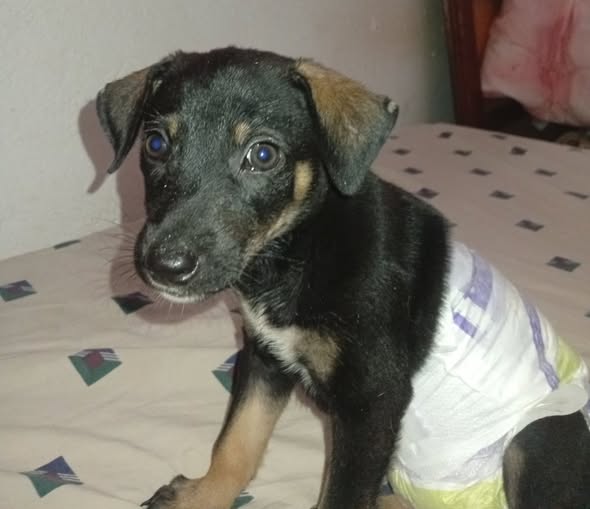 Elkito