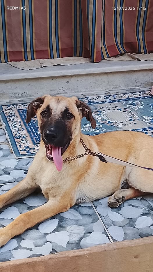 Chien à adopter