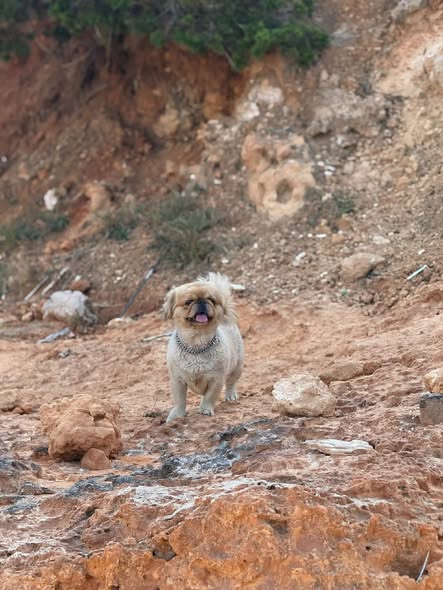 Chien à adopter