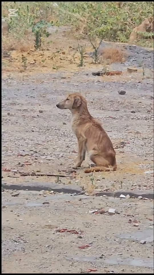 Chien à adopter
