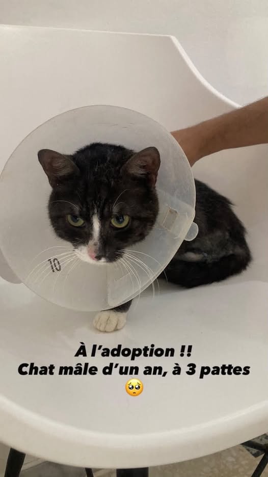 Chien à adopter