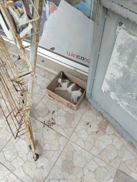 Chat à adopter — Pet adoption in Tunisia Ben Arous