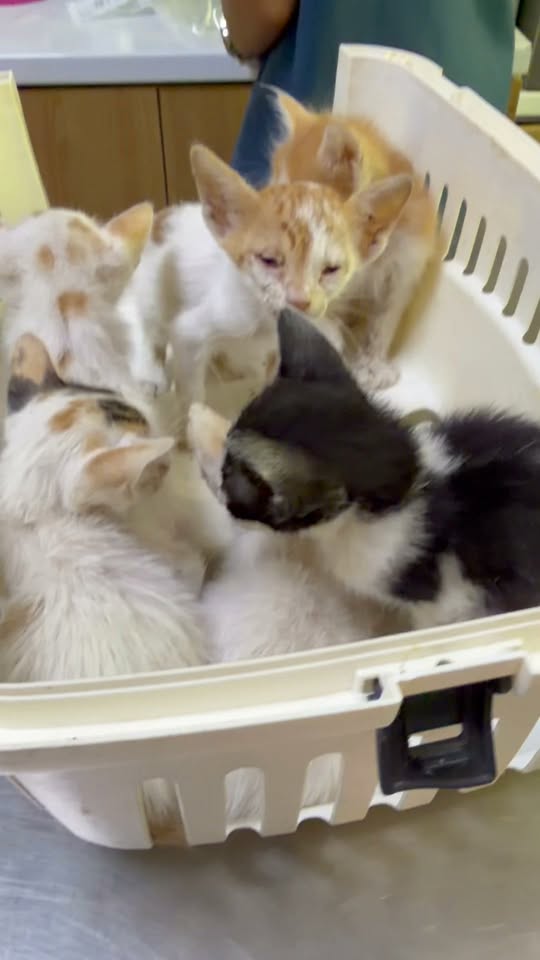 Chat à adopter