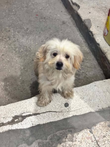 Chien à adopter