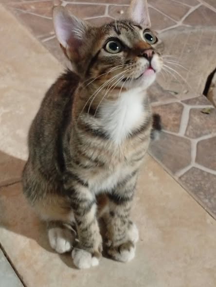 Chat à adopter