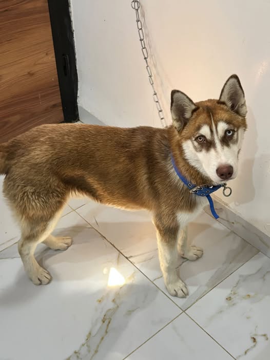 Chien à adopter