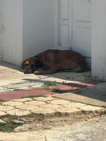 Chien à adopter