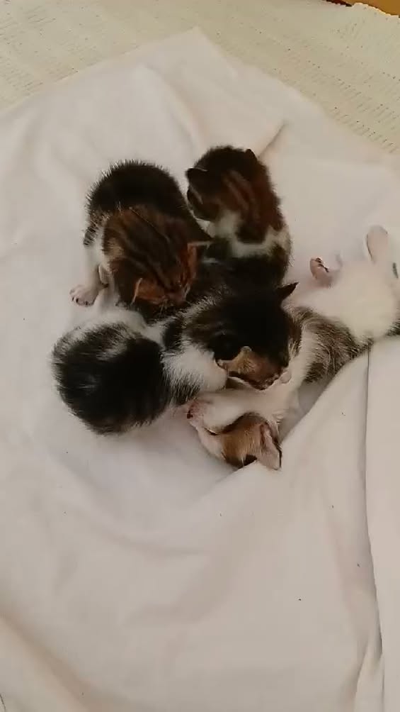 Chat à adopter