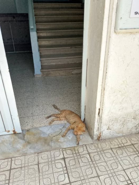 Chat à adopter