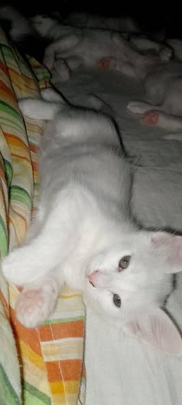 Chat à adopter