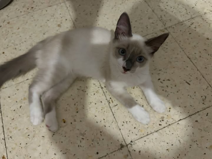 Caramela