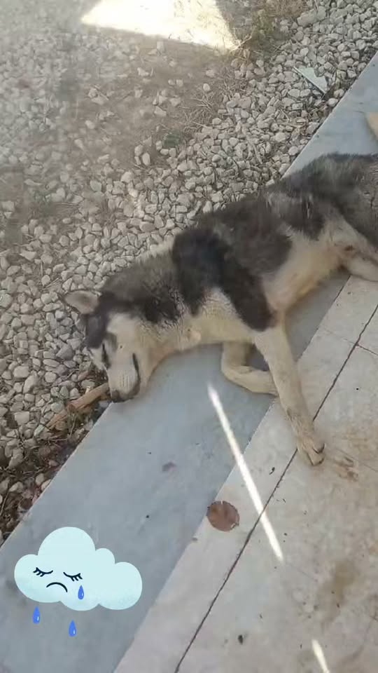 Chien à adopter