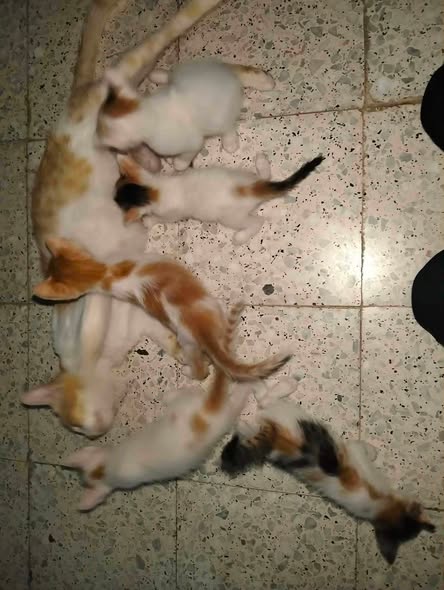 Chat à adopter