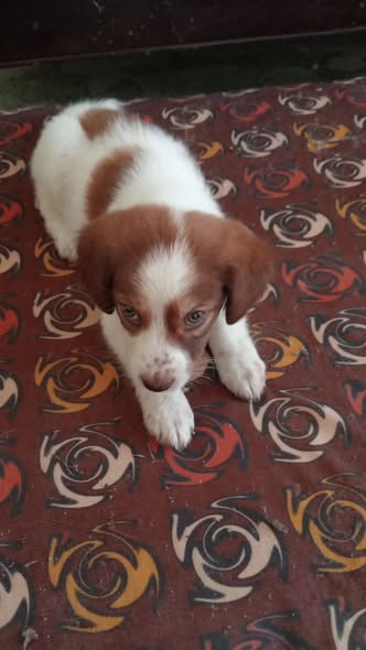 Chien à adopter