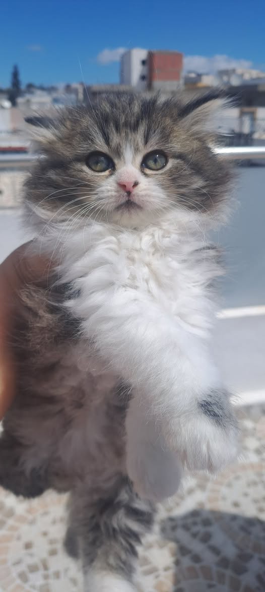Chien à adopter