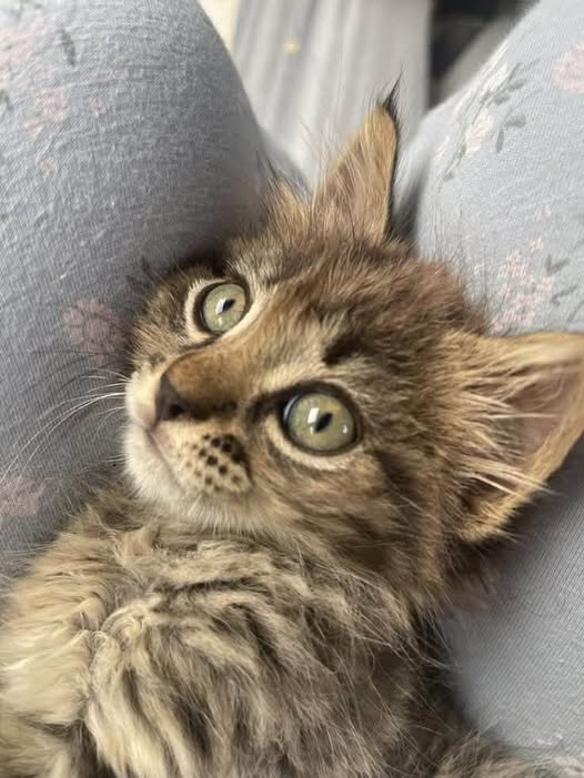 Chat à adopter