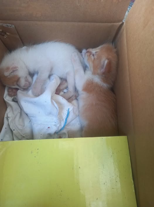 Chat à adopter — Adoption d'animaux en Tunisie Ben Arous