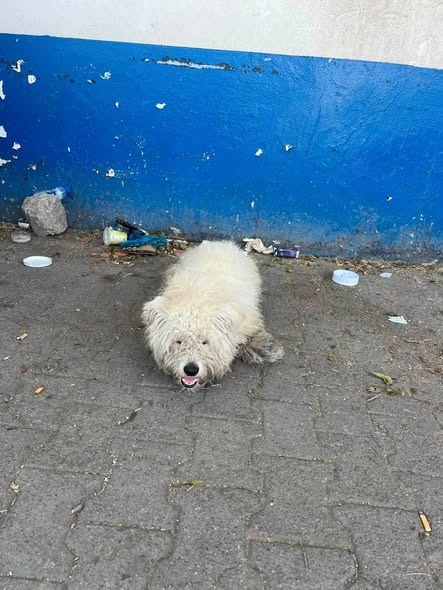 Chien à adopter