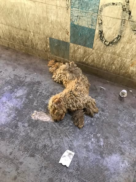 Chien à adopter