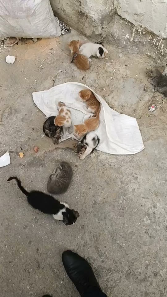 Chat à adopter