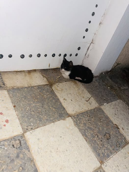 Chat à adopter