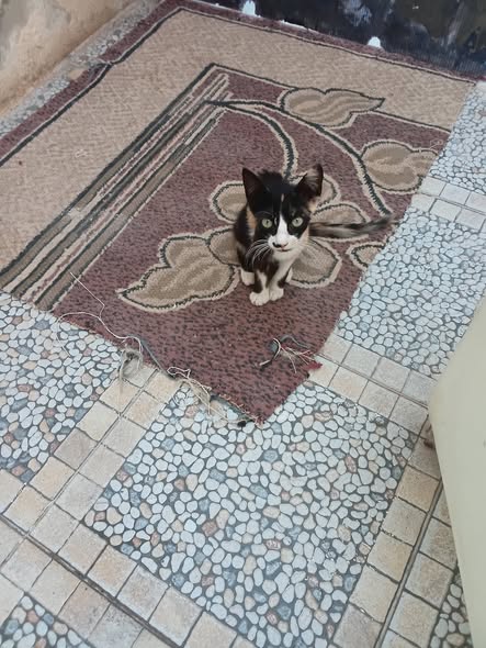 Animal à adopter