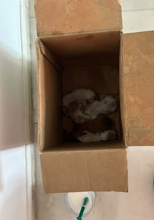 Chat à adopter