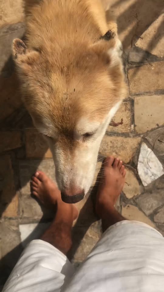 Chien à adopter