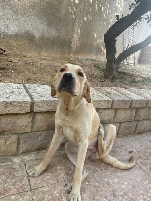 Chien à adopter