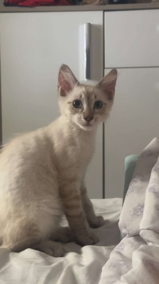 Chat à adopter