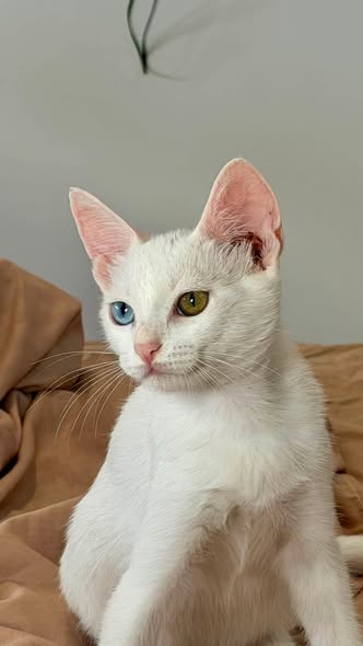 Animal à adopter