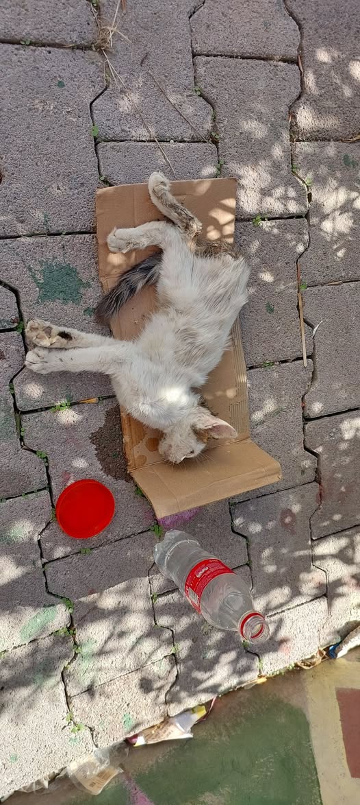 Chien à adopter — Adoption d'animaux en Tunisie Sousse