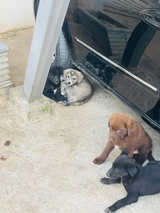 Animal à adopter