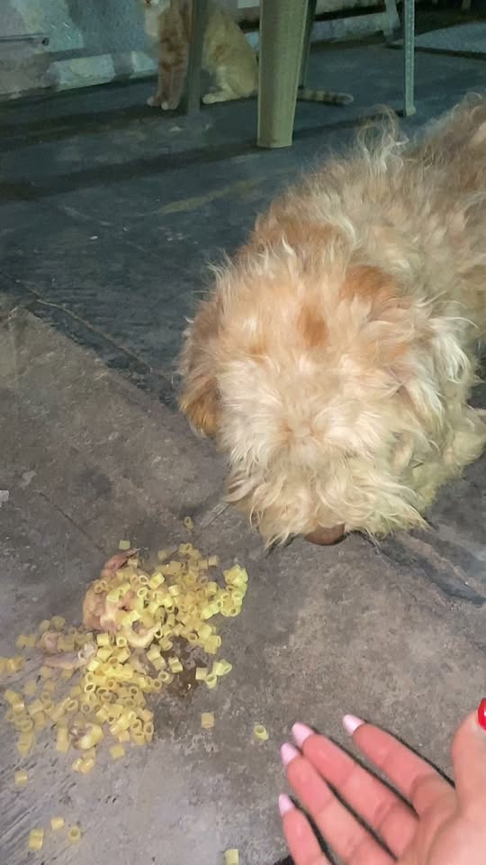 Chien à adopter — تبني الحيوانات في تونس سوسة