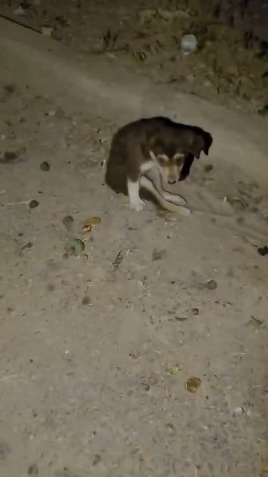 Chien à adopter