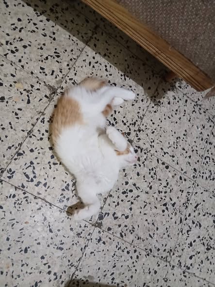 Lapin à adopter