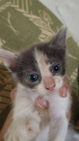 Chien à adopter