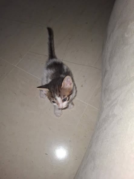 Chat à adopter
