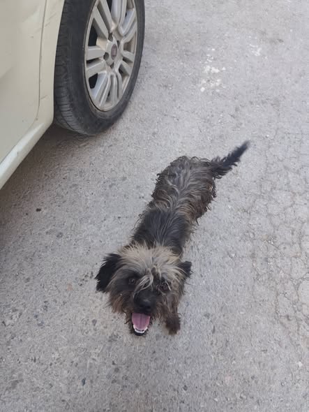 Chien à adopter
