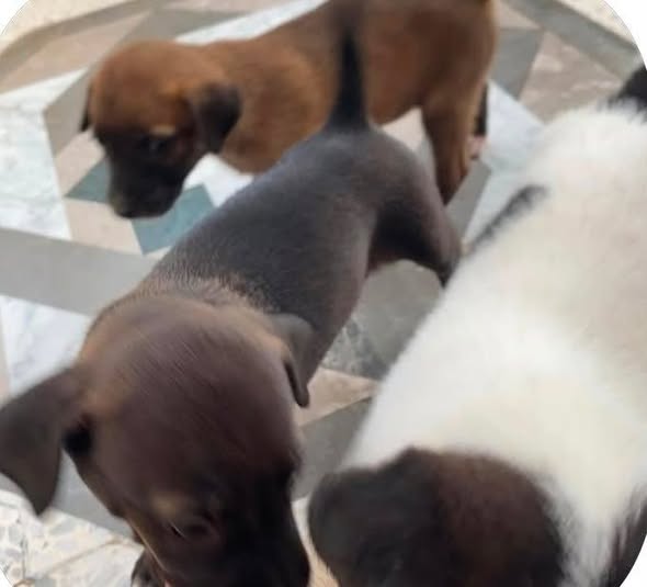 Chien à adopter