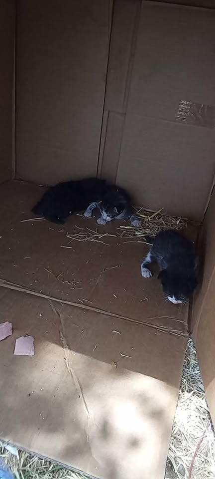 Chat à adopter