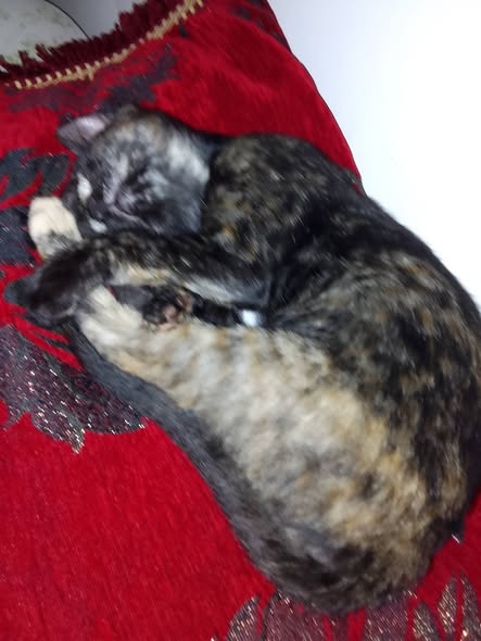Chat à adopter