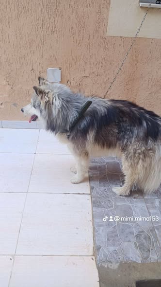 Chien à adopter