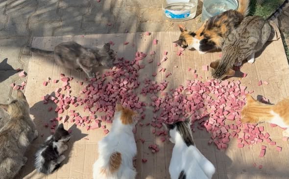 Chat à adopter